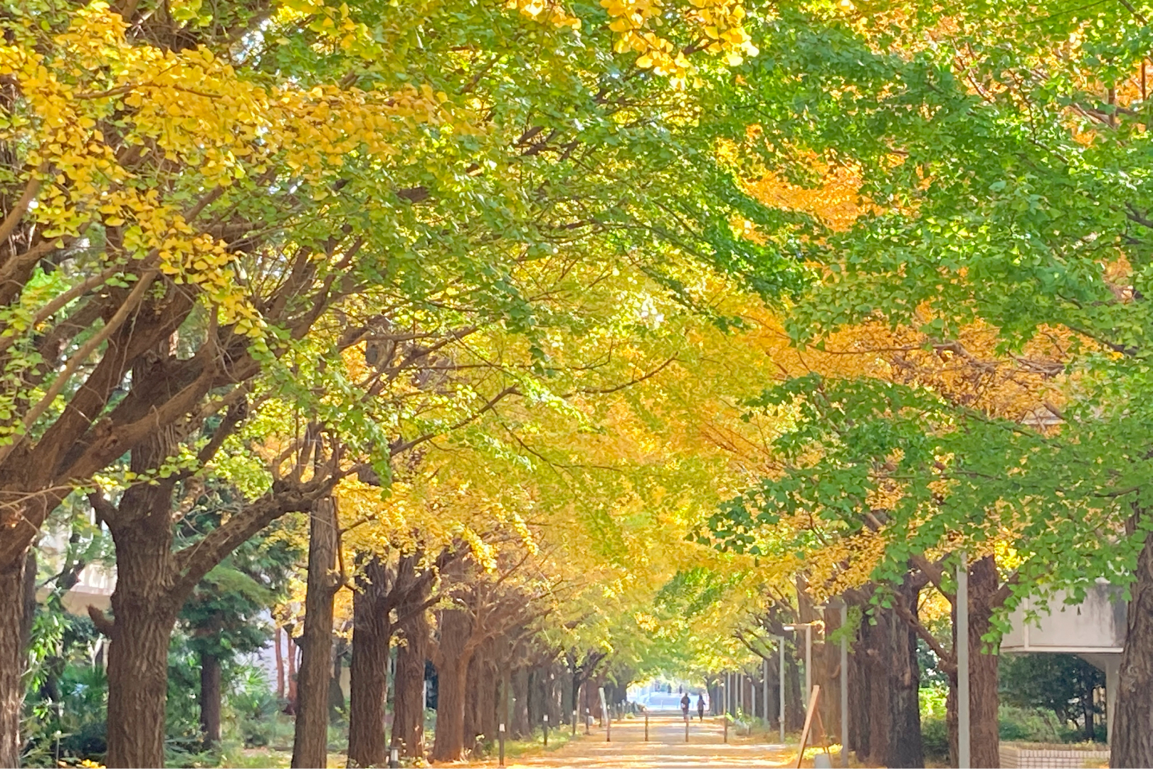 東京大学駒場キャンパスのイチョウ並木